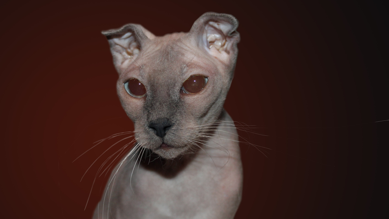 Кот украинский левкой