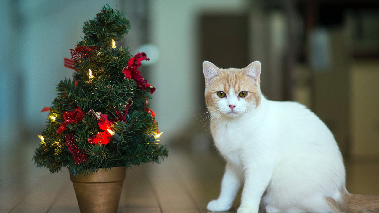 Кот празднует Новый год