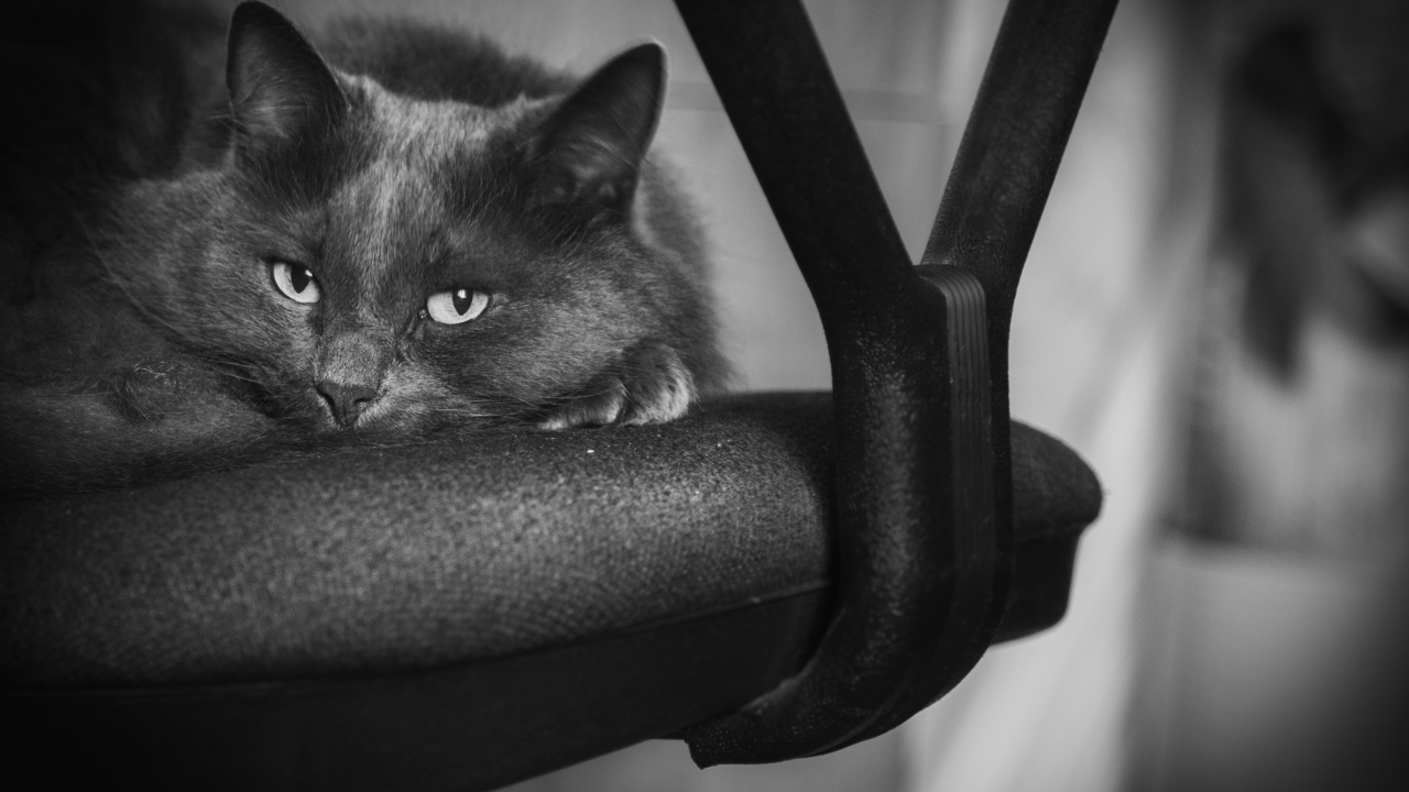 Котик лежит на стуле