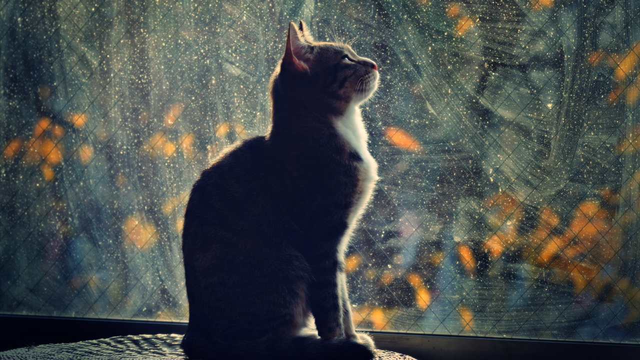 Кот смотрит в окно