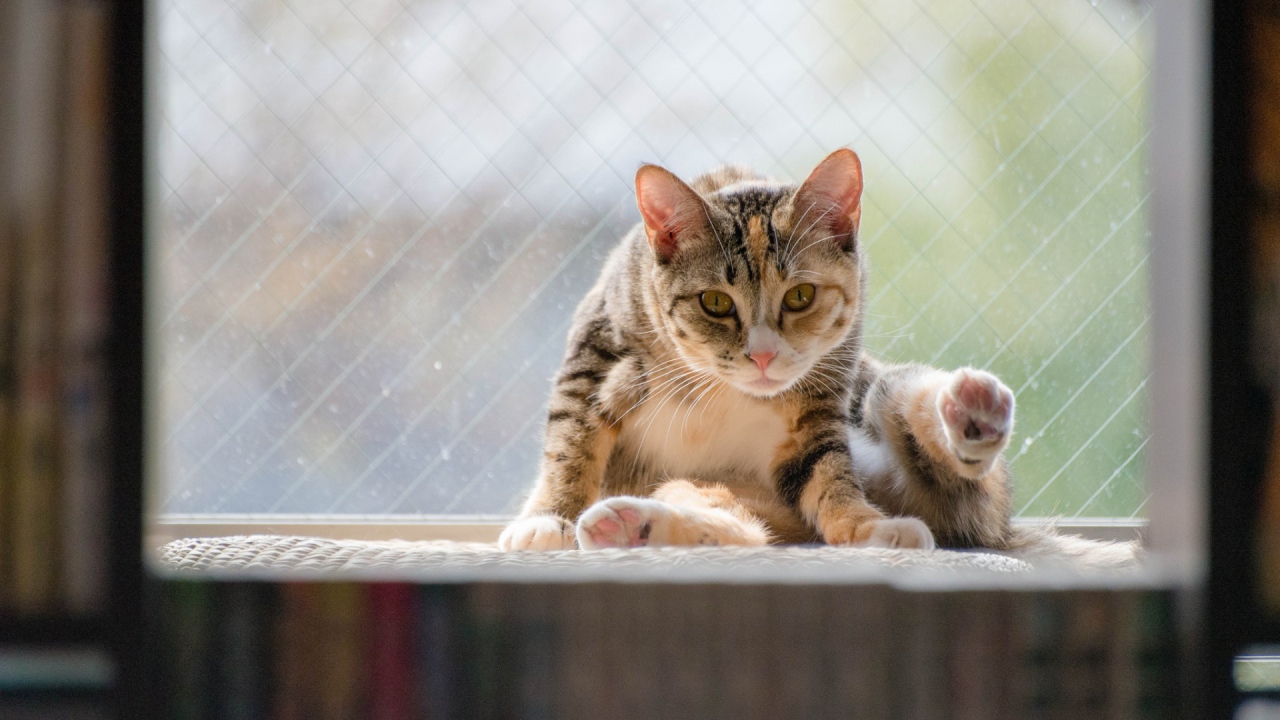 Kот на подоконнике