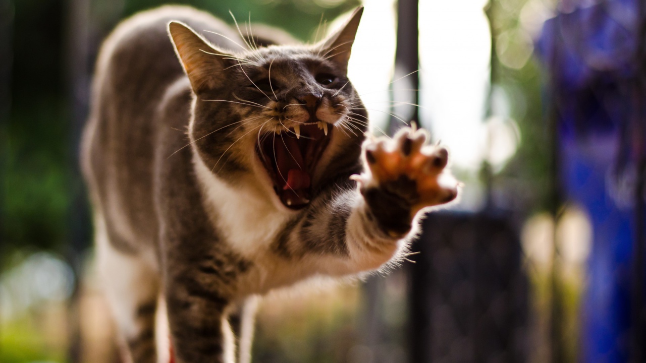 Кот с открытым ртом