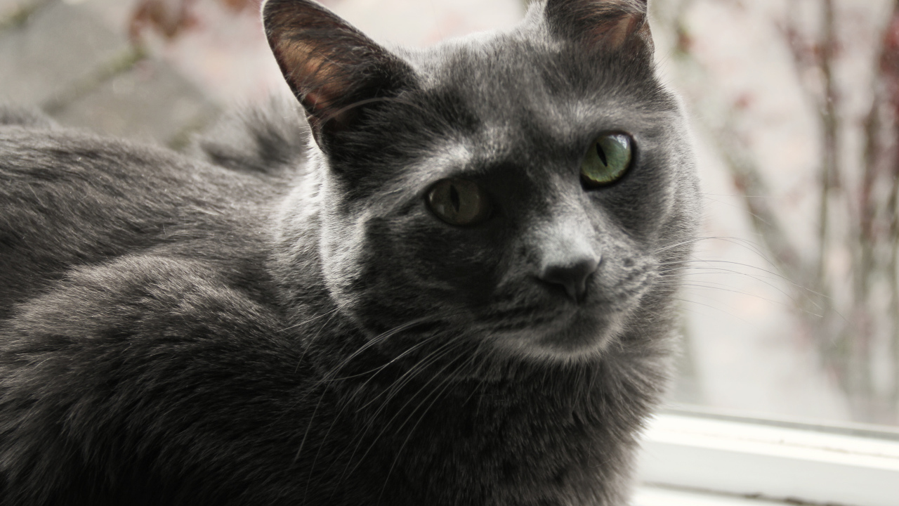 Довольный кот корат