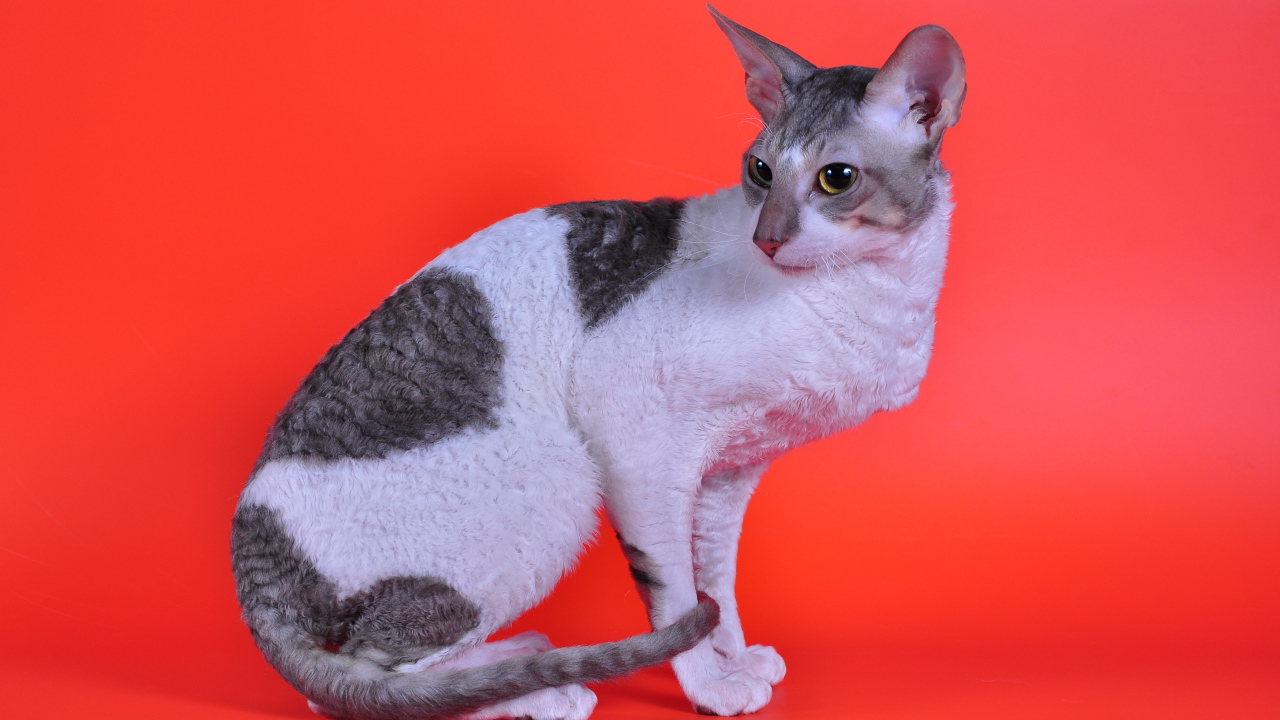 Корниш рекс на красном фоне