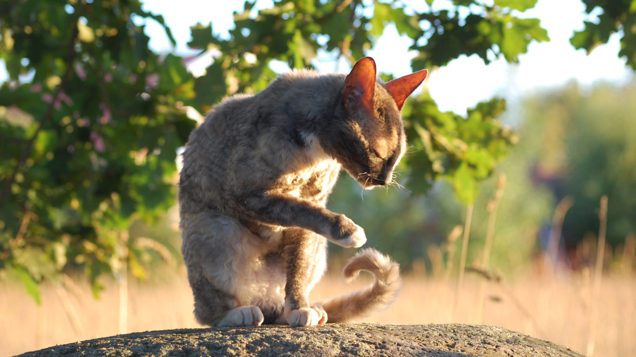 Корниш рекс умывается
