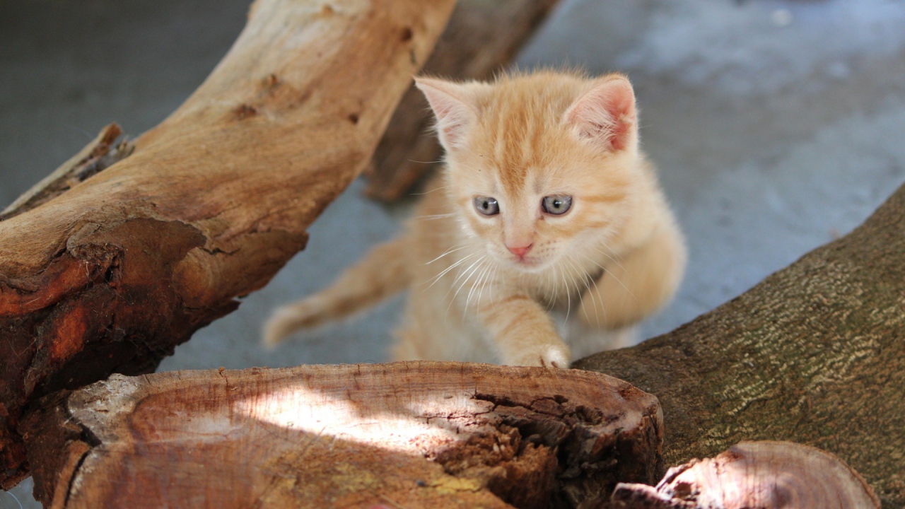 Любопытный котенок