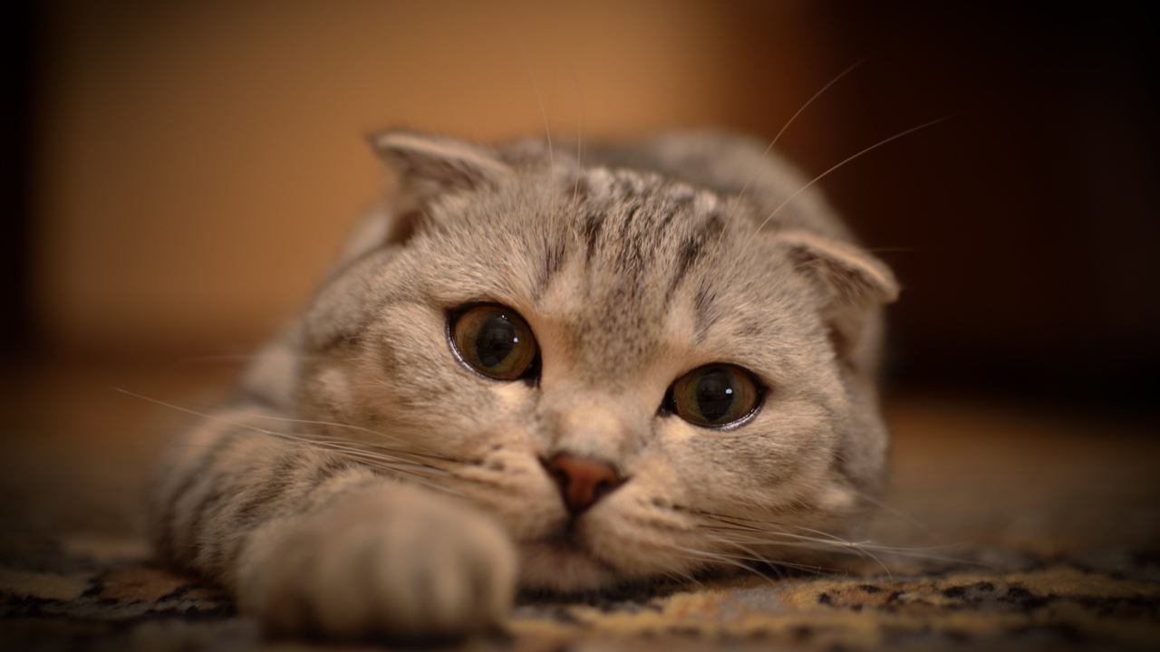 Милая шотландская кошка