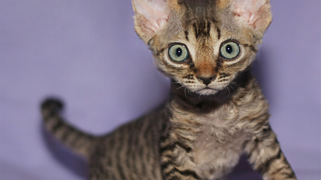 Милый котенок девон-рекс