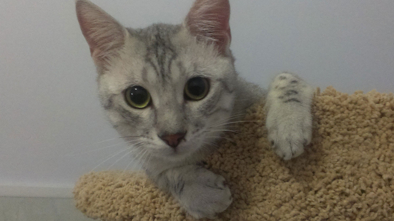 Милый котенок египетская мау