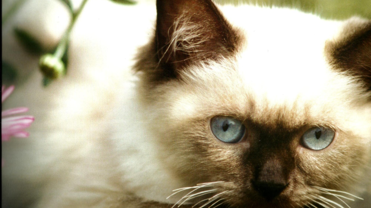 Милый котенок гималайской кошки