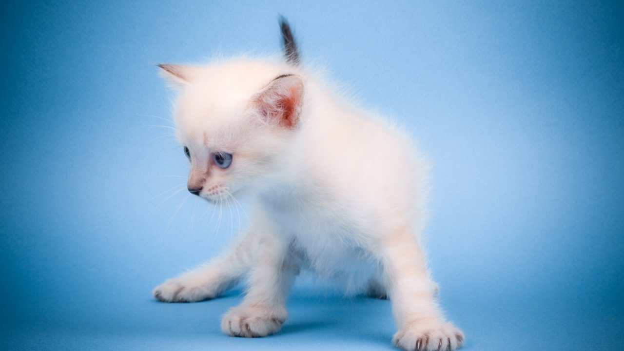 Мяукающий котенок