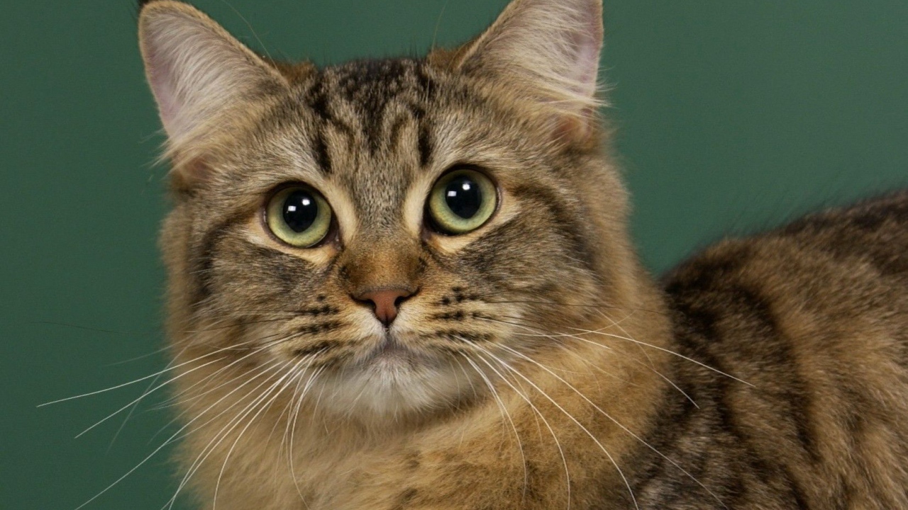 Милашка американский бобтейл