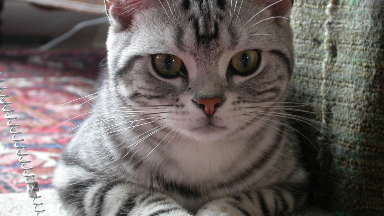 Милашка американская жесткошерстная кошка