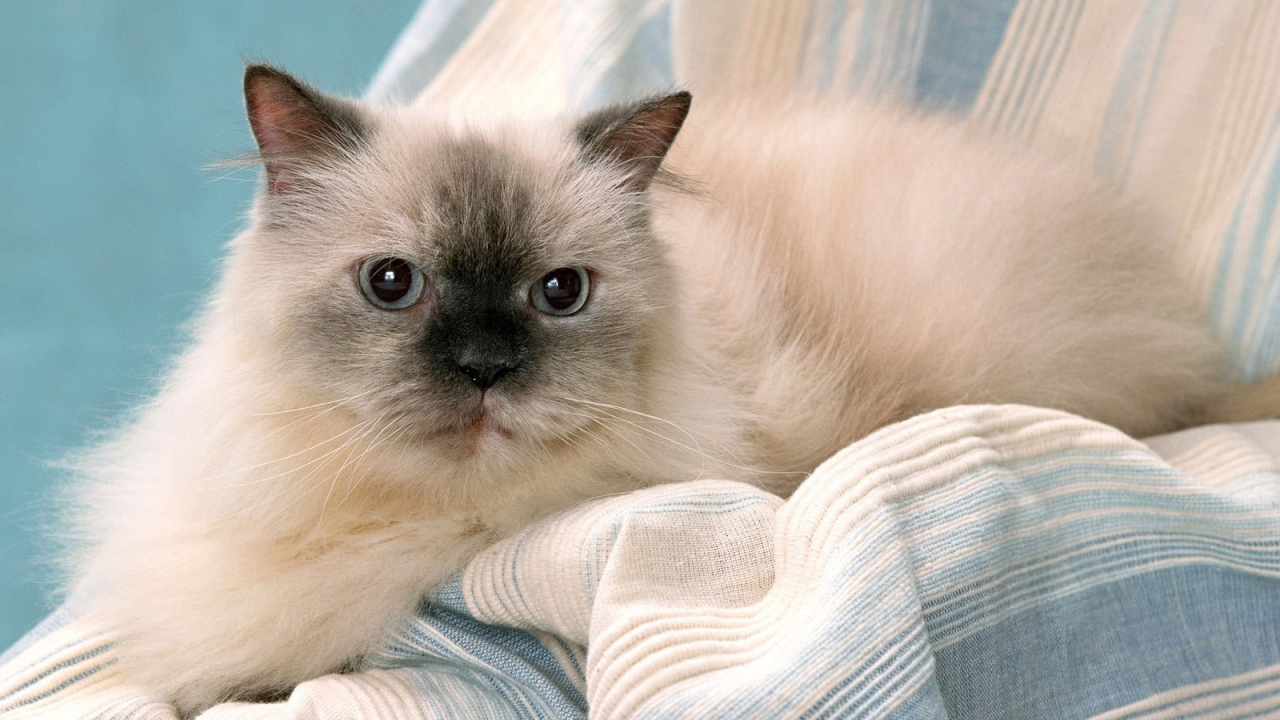 Милашка гималайская кошка