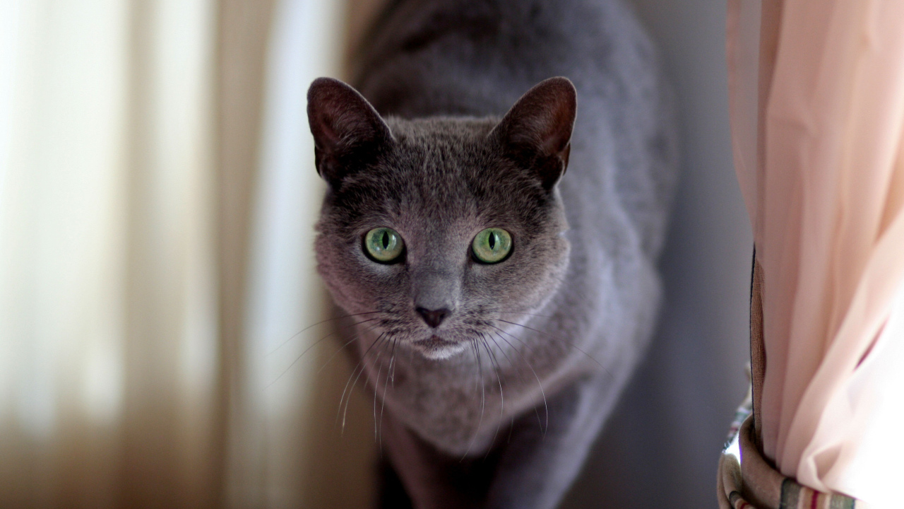 Милашка русская голубая кошка