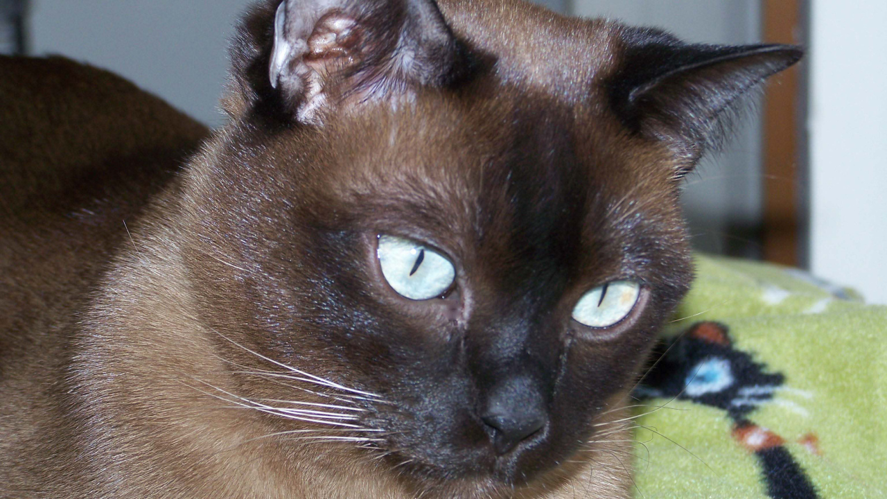 Темный окрас тонкинской кошки