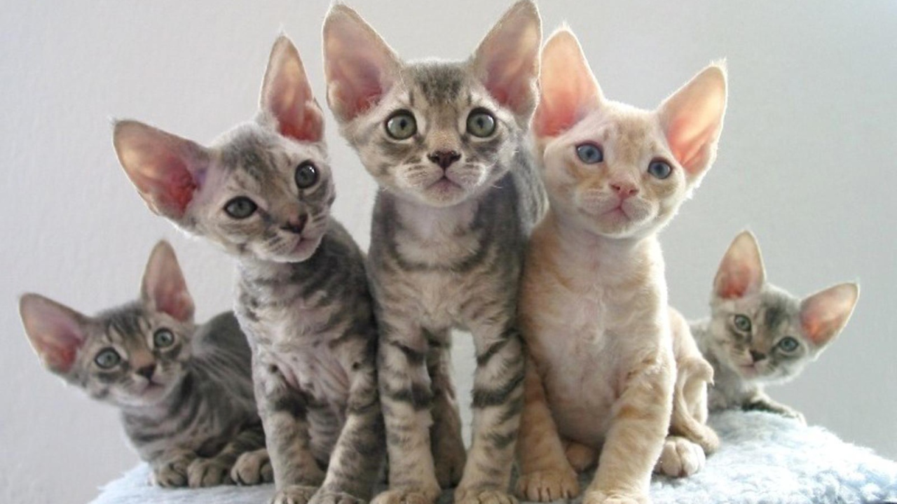 Котята девон-рекс