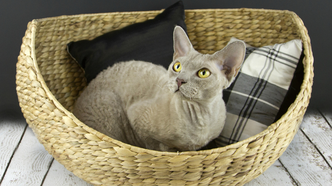 Кот девон-рекс в корзине
