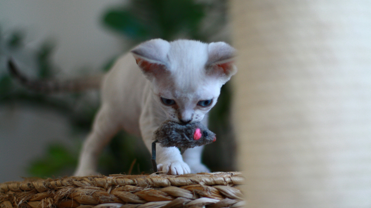 Котенок девон-рекс с игрушкой