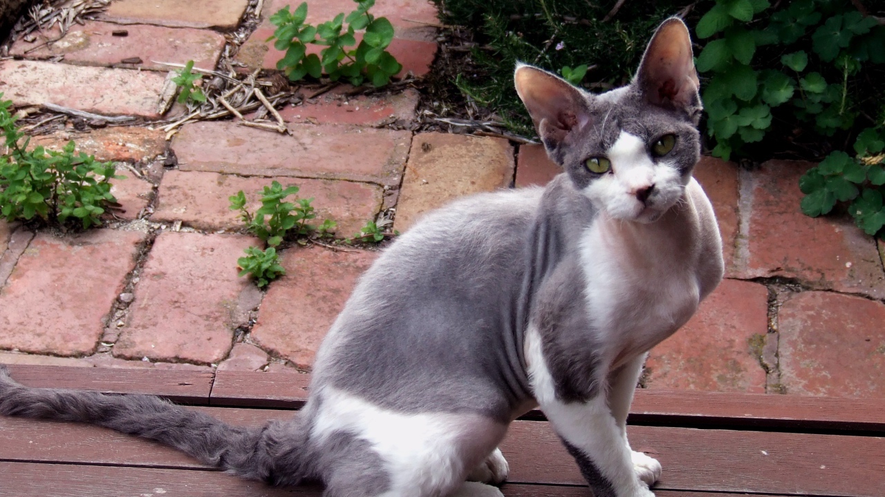 Девон рекс на улице