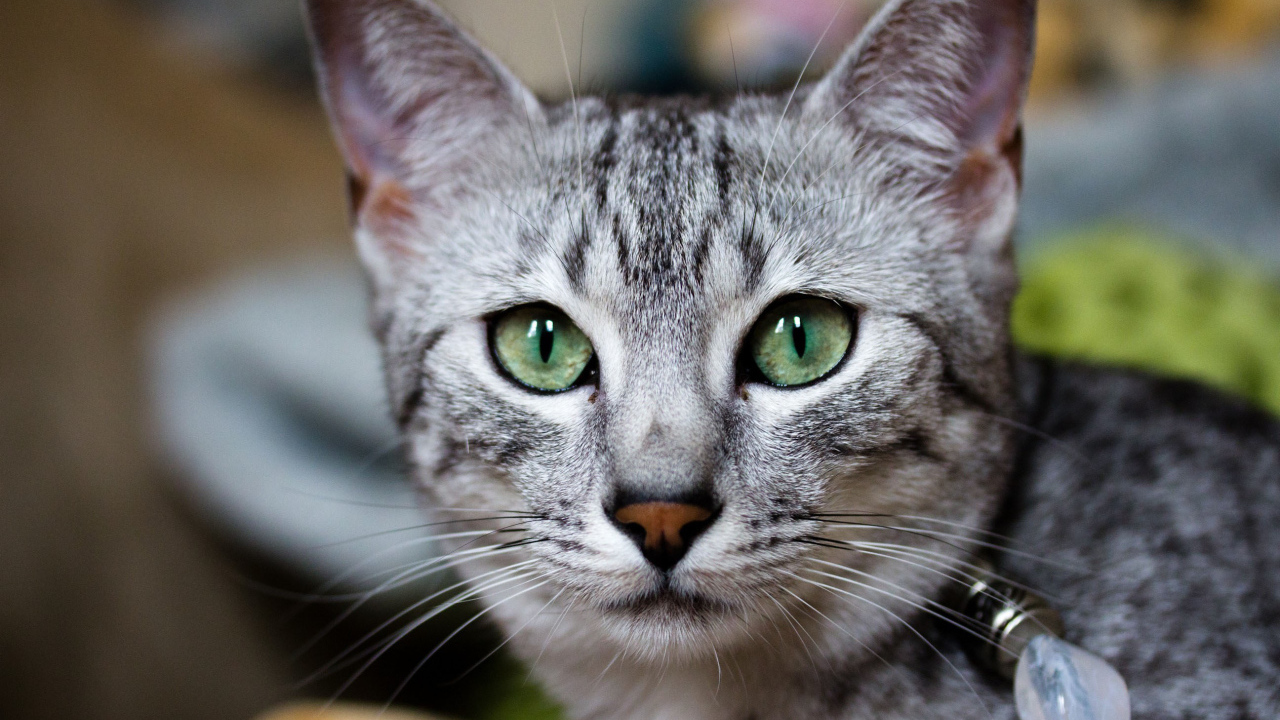 Кошка египетская мау