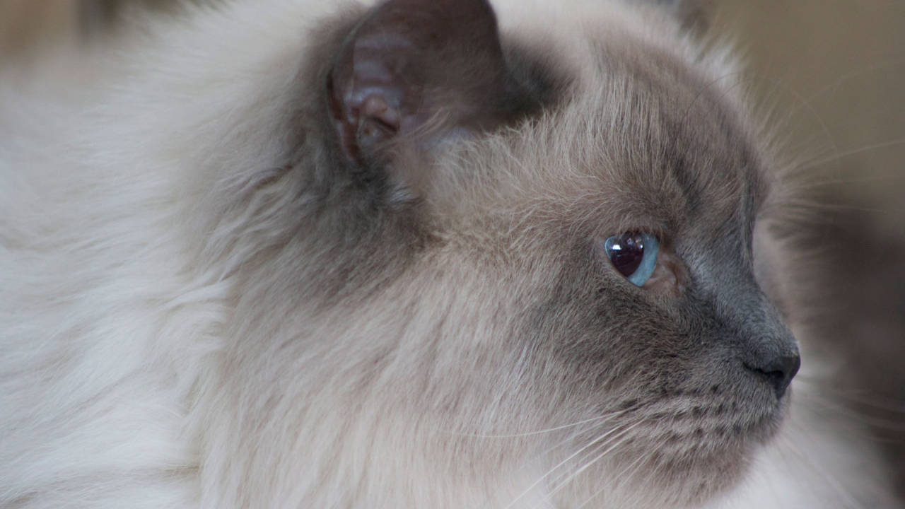 Пушистая гималайская кошка