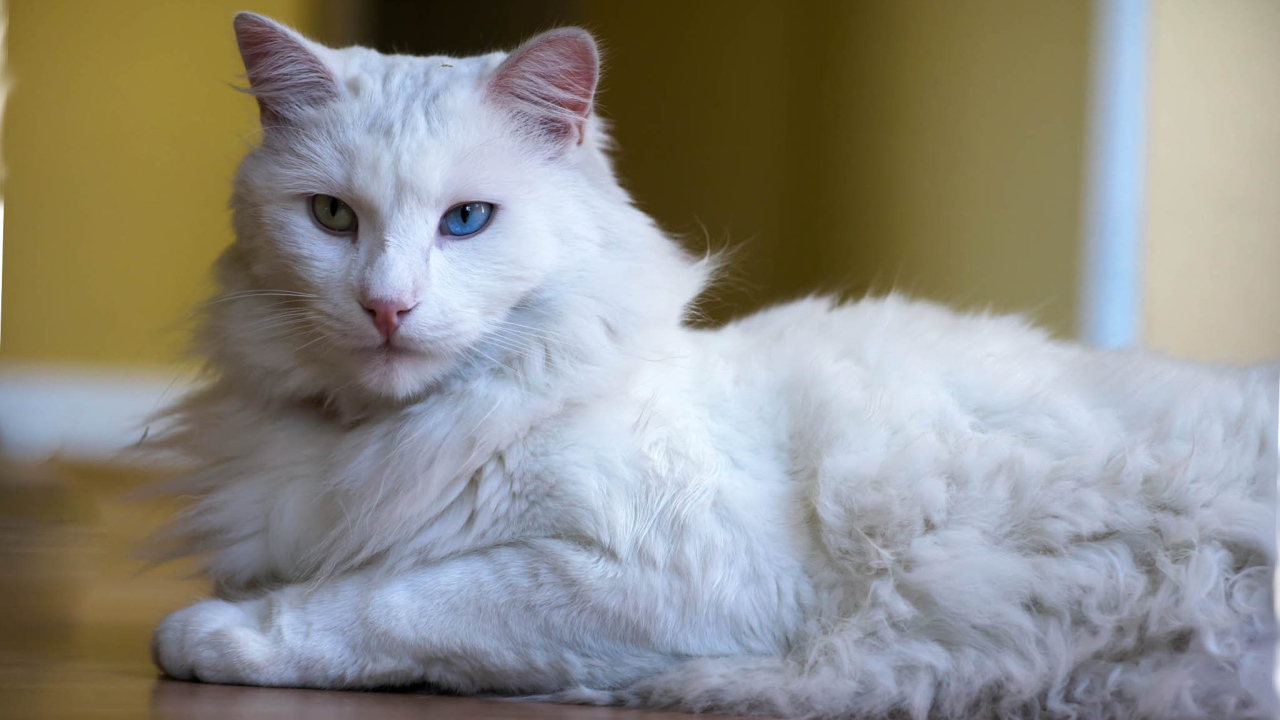 Пушистый кот турецкая ангора