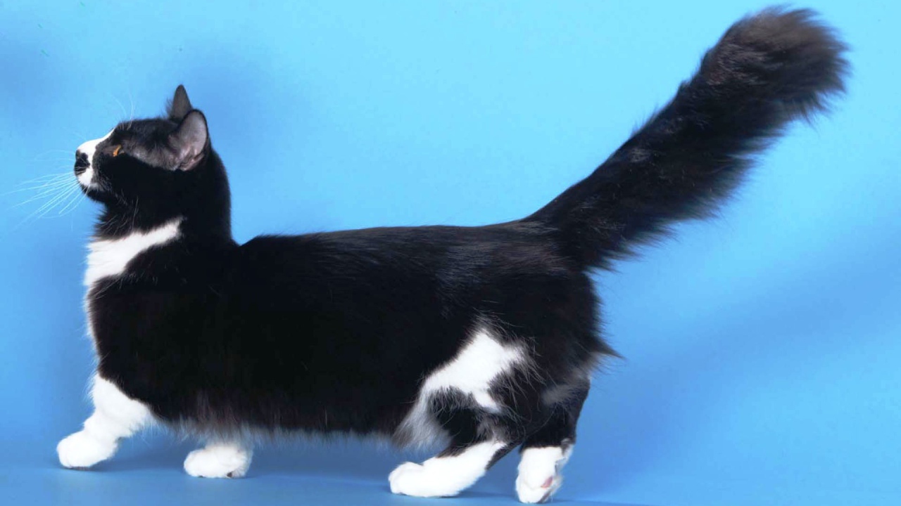 Пушистая кошка манчкин