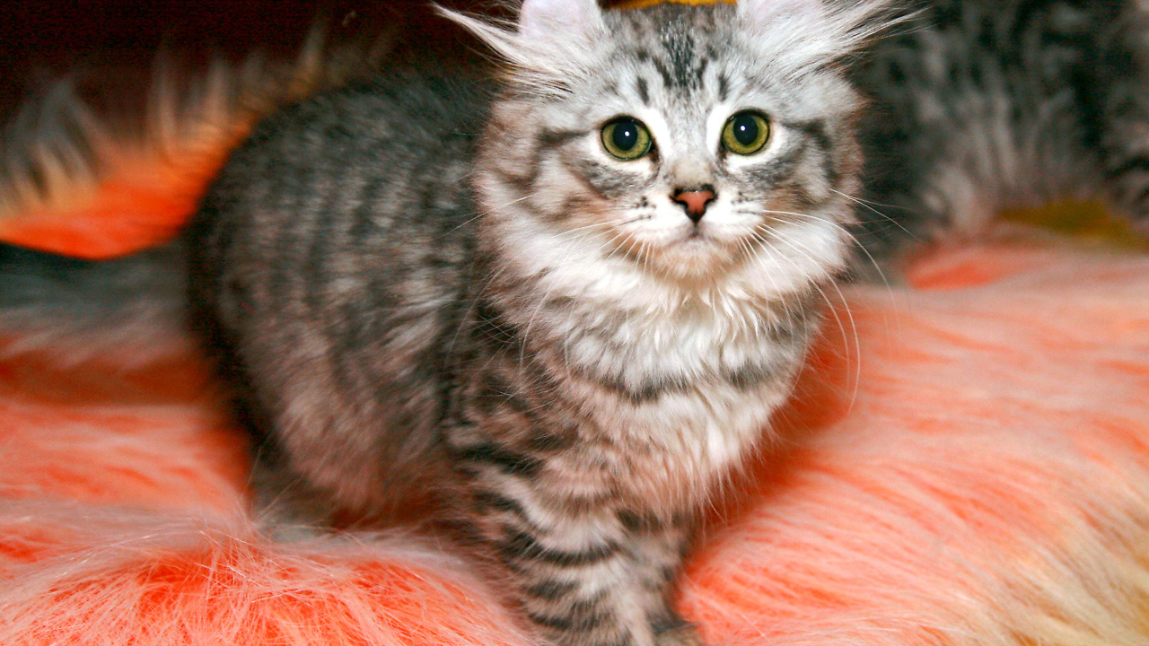 Пушистый котенок американский керл