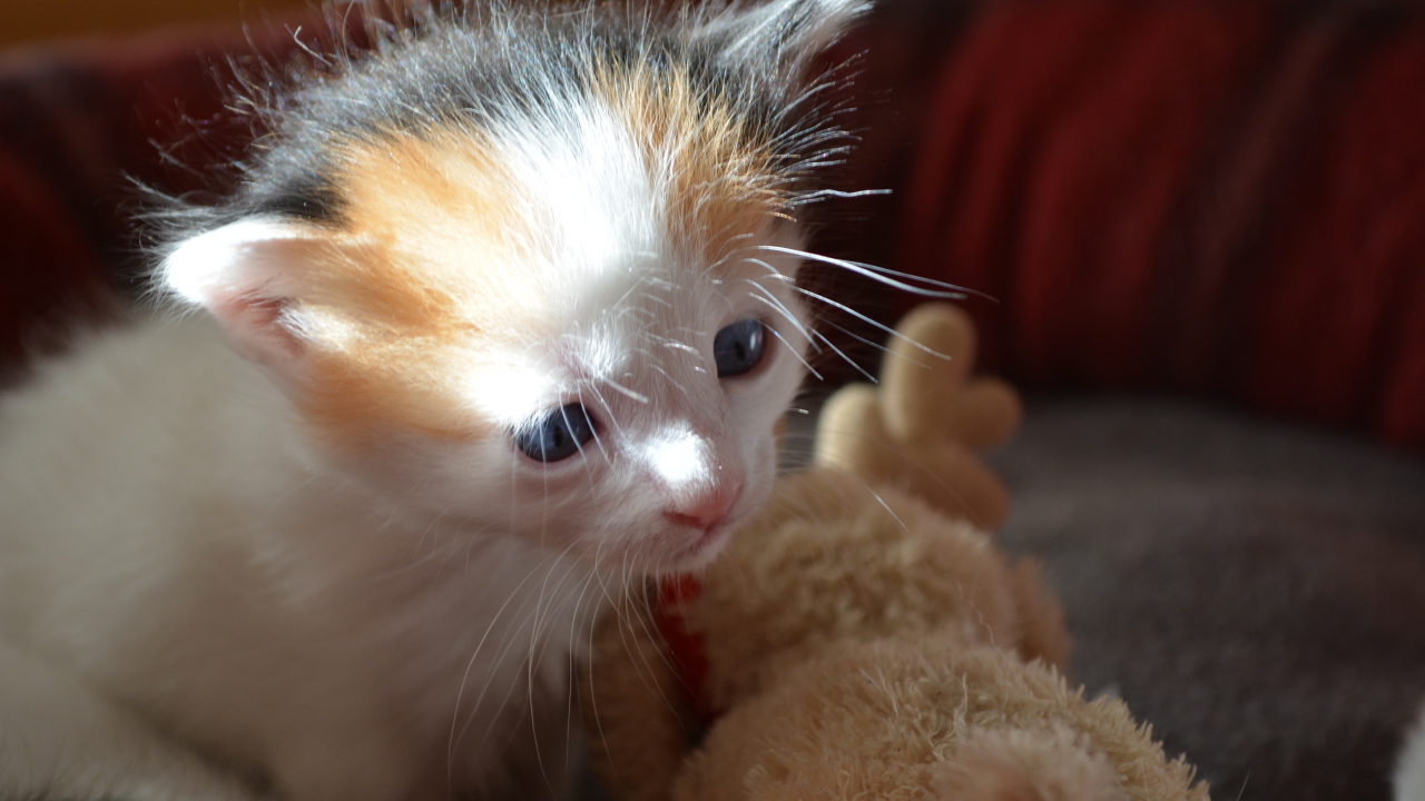 Пушистый котенок японского бобтейла