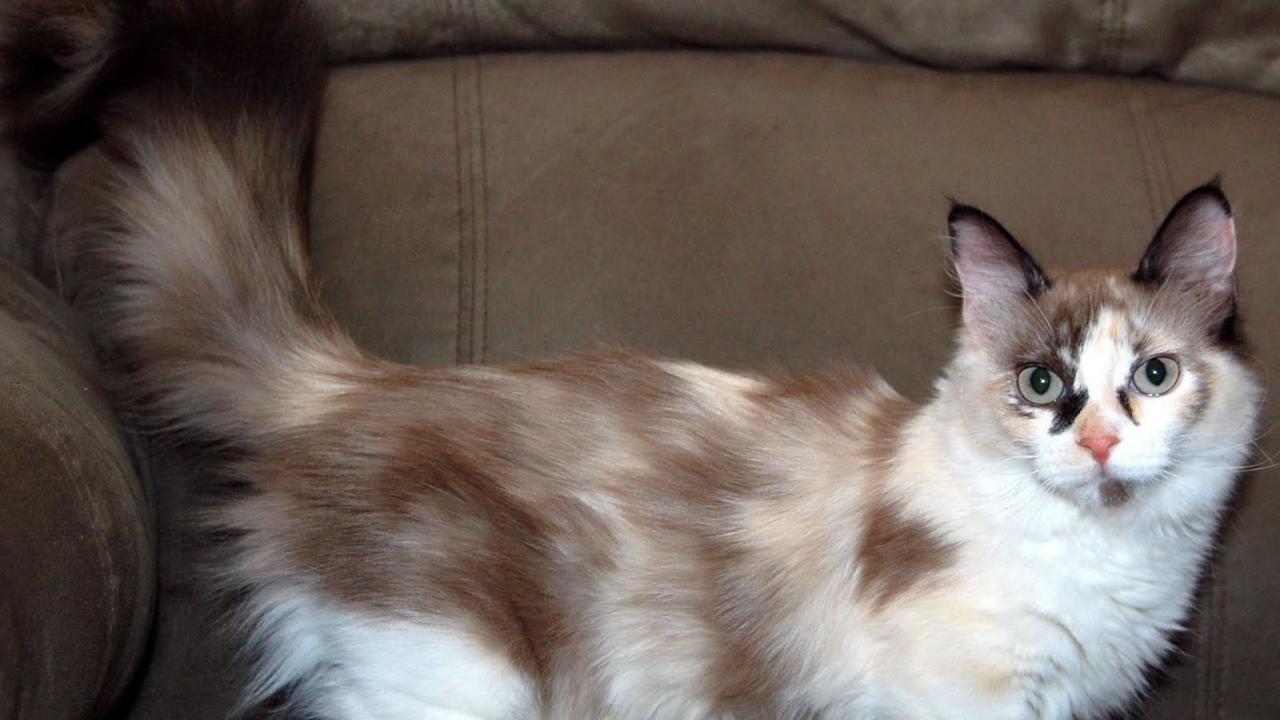 Пушистый хвост кошки манчкин