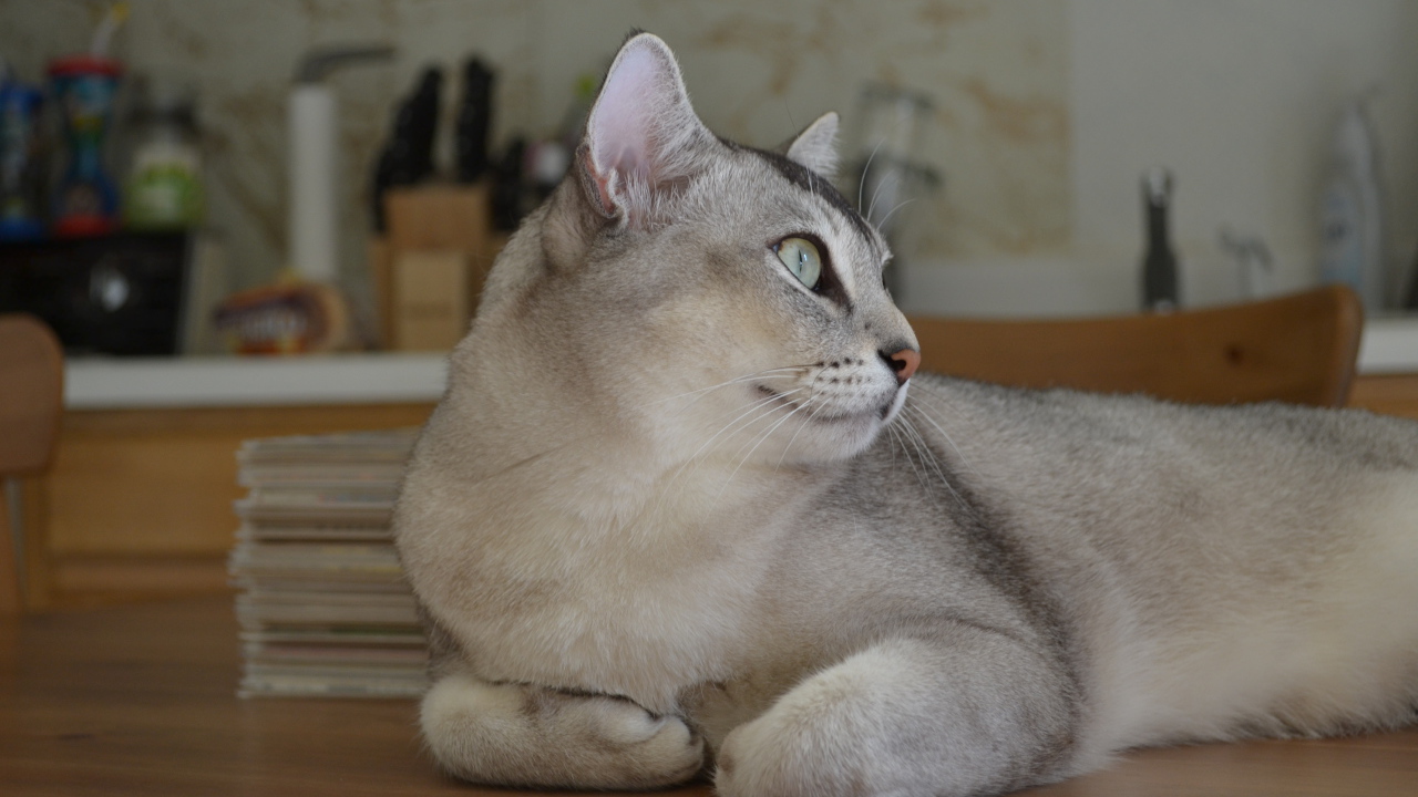 Забавная кошка бурмилла