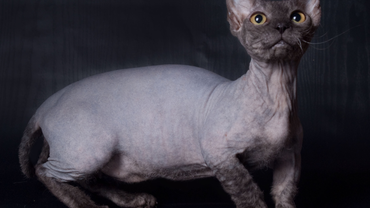 Забавный кот минскин