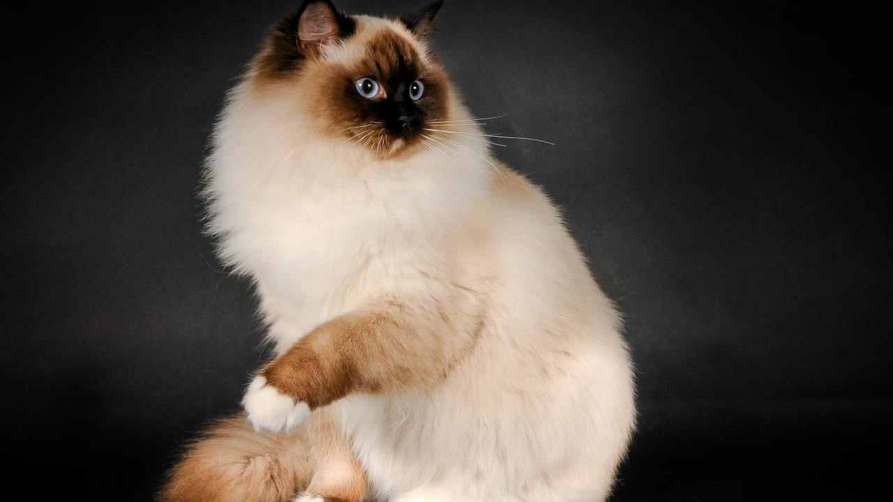 Забавная кошка рэгдолл