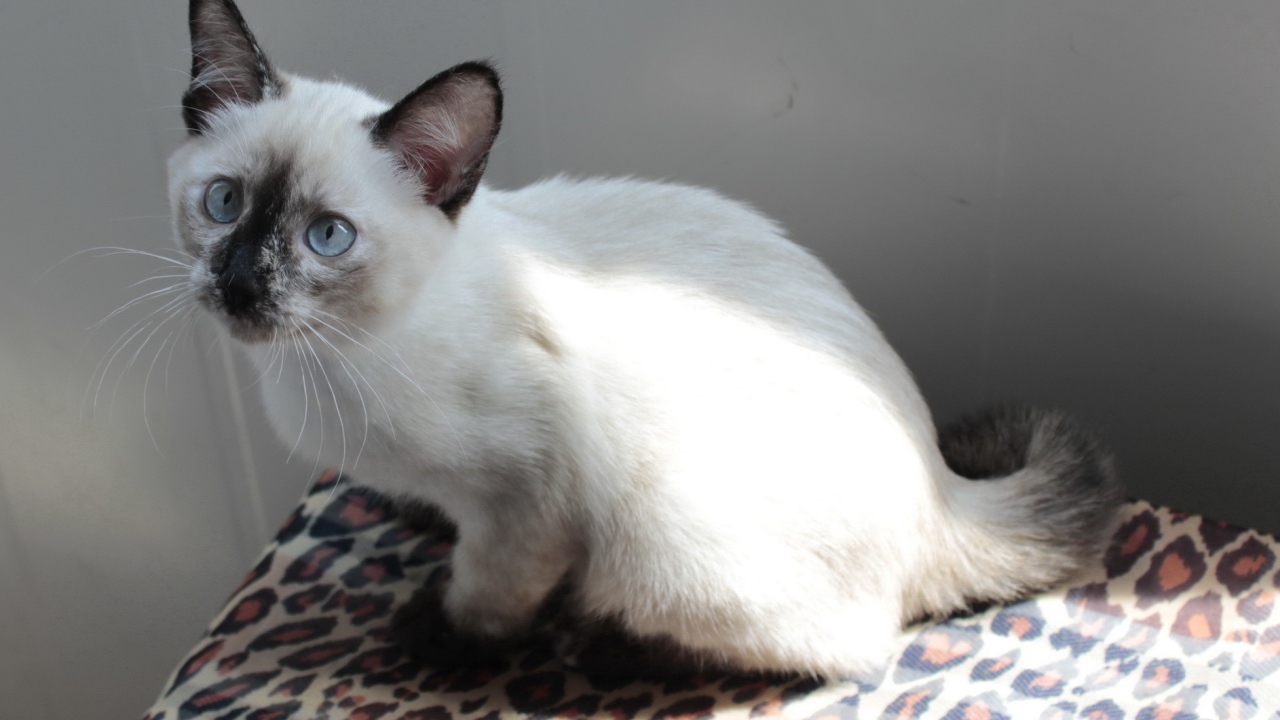 Забавный котенок меконгский бобтейл