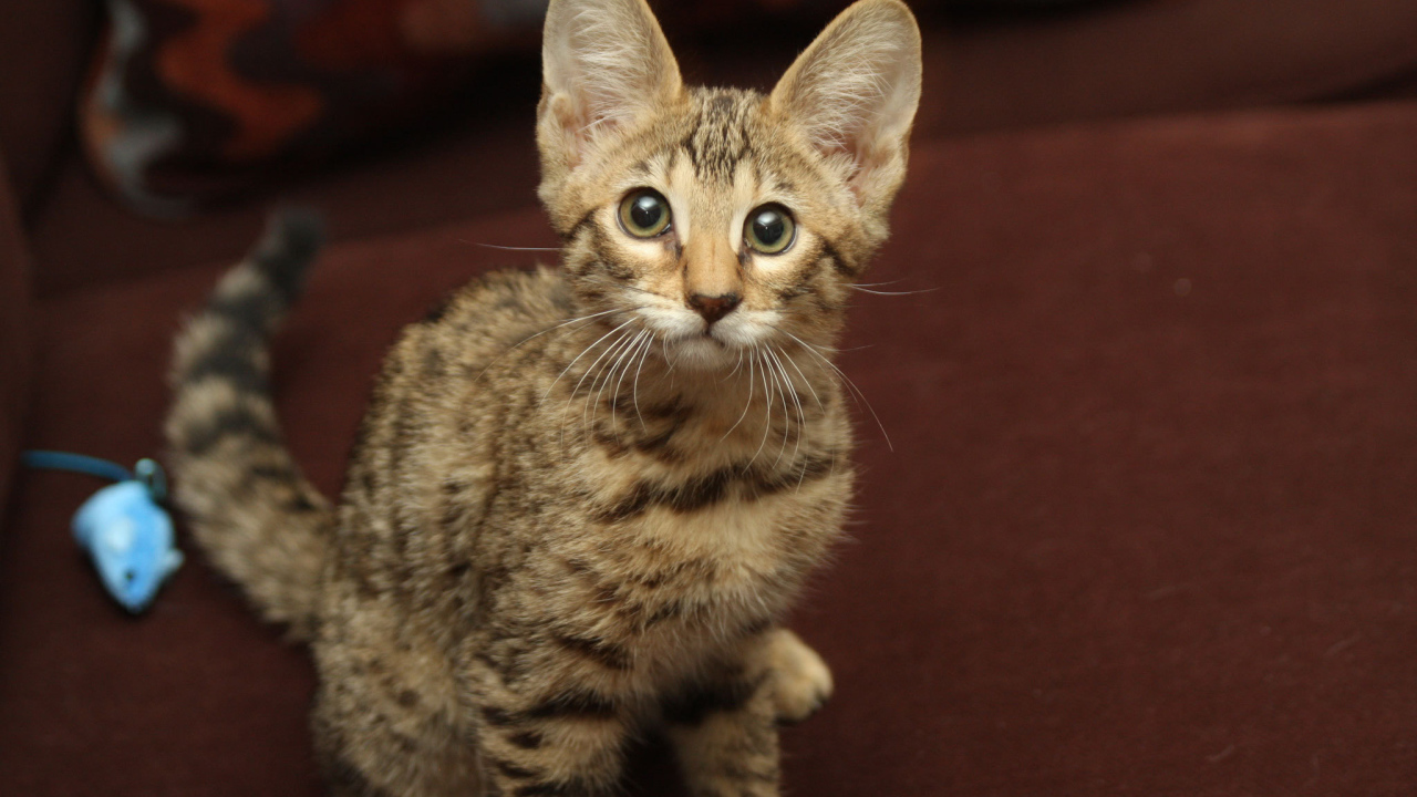 Забавный котенок саванна