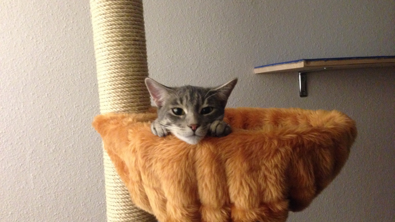 Немецкий рекс в корзине