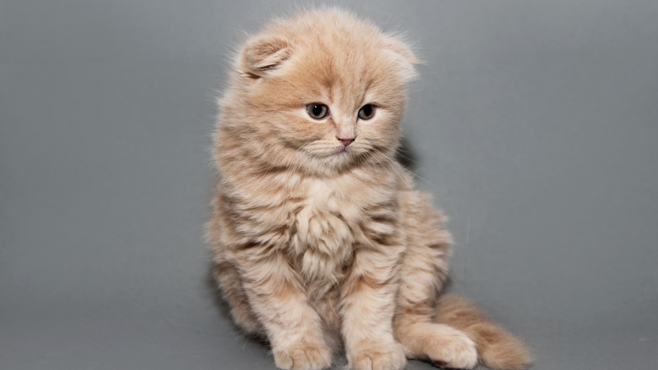 Рыжий котенок шотландской кошки