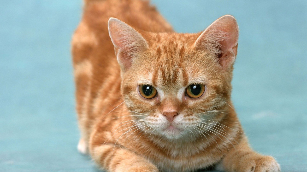 Рыжий котенок манчкин