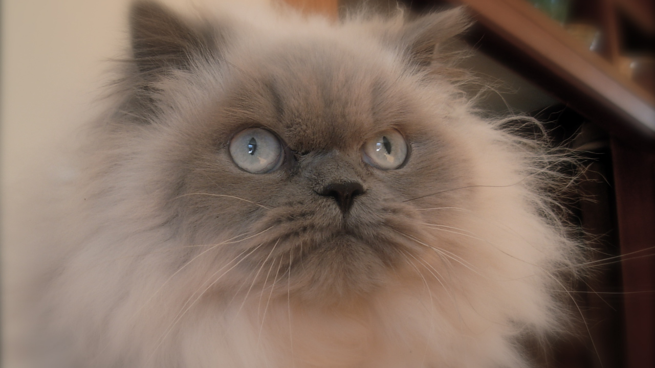 Хмурая гималайская кошка