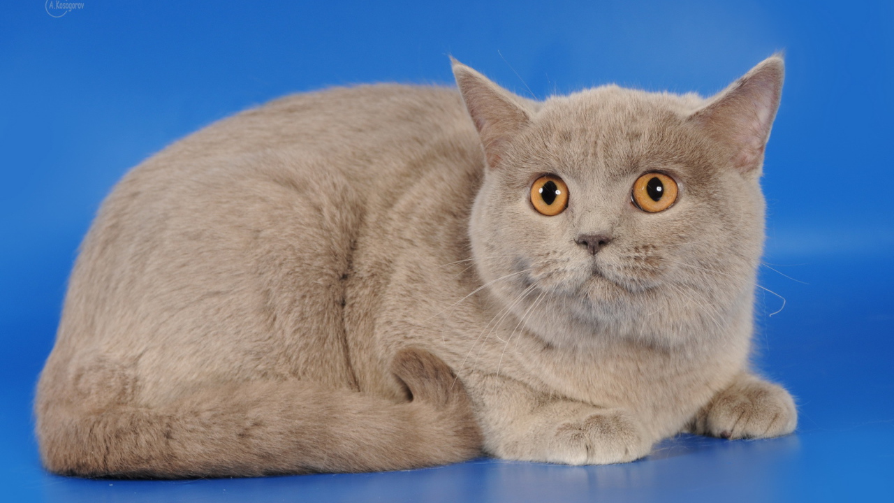 Серая шотландская кошка