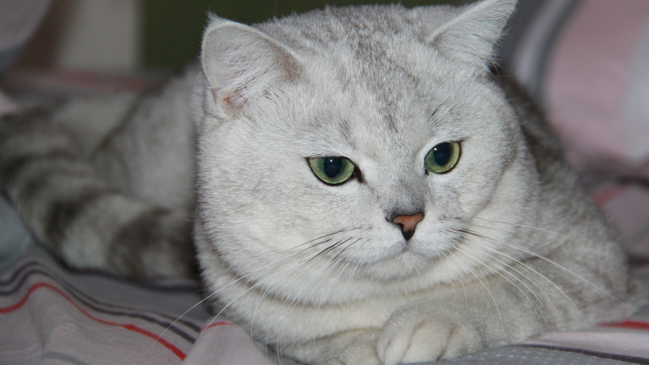 Зеленоглазая британская короткошерстная кошка