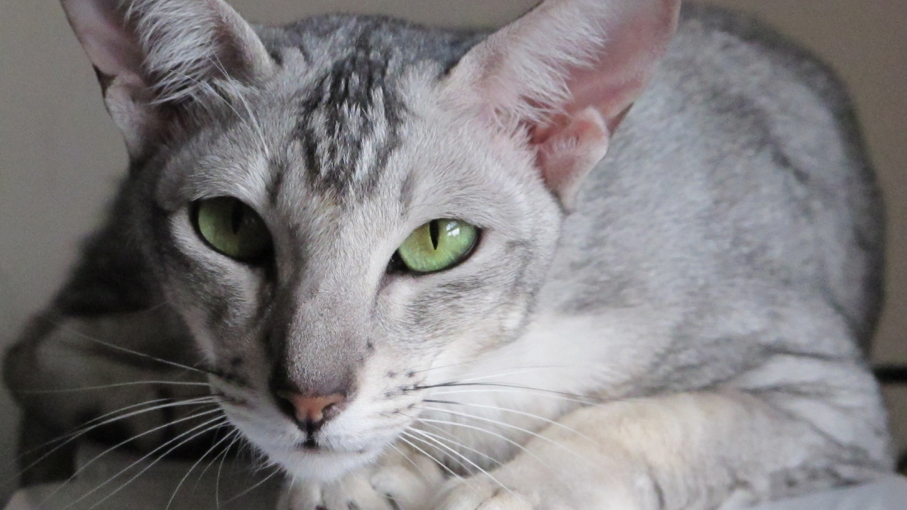 Зеленоглазая ориентальная короткошерстная кошка