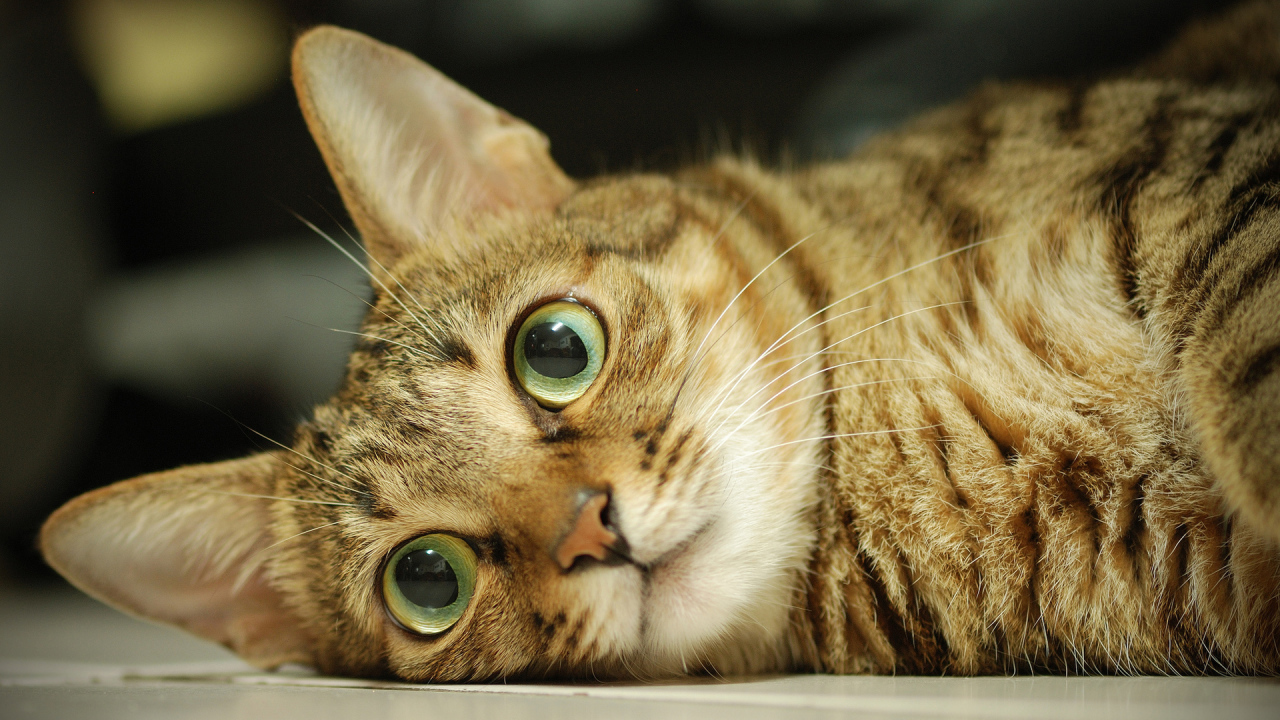 Серый кот с большими глазами