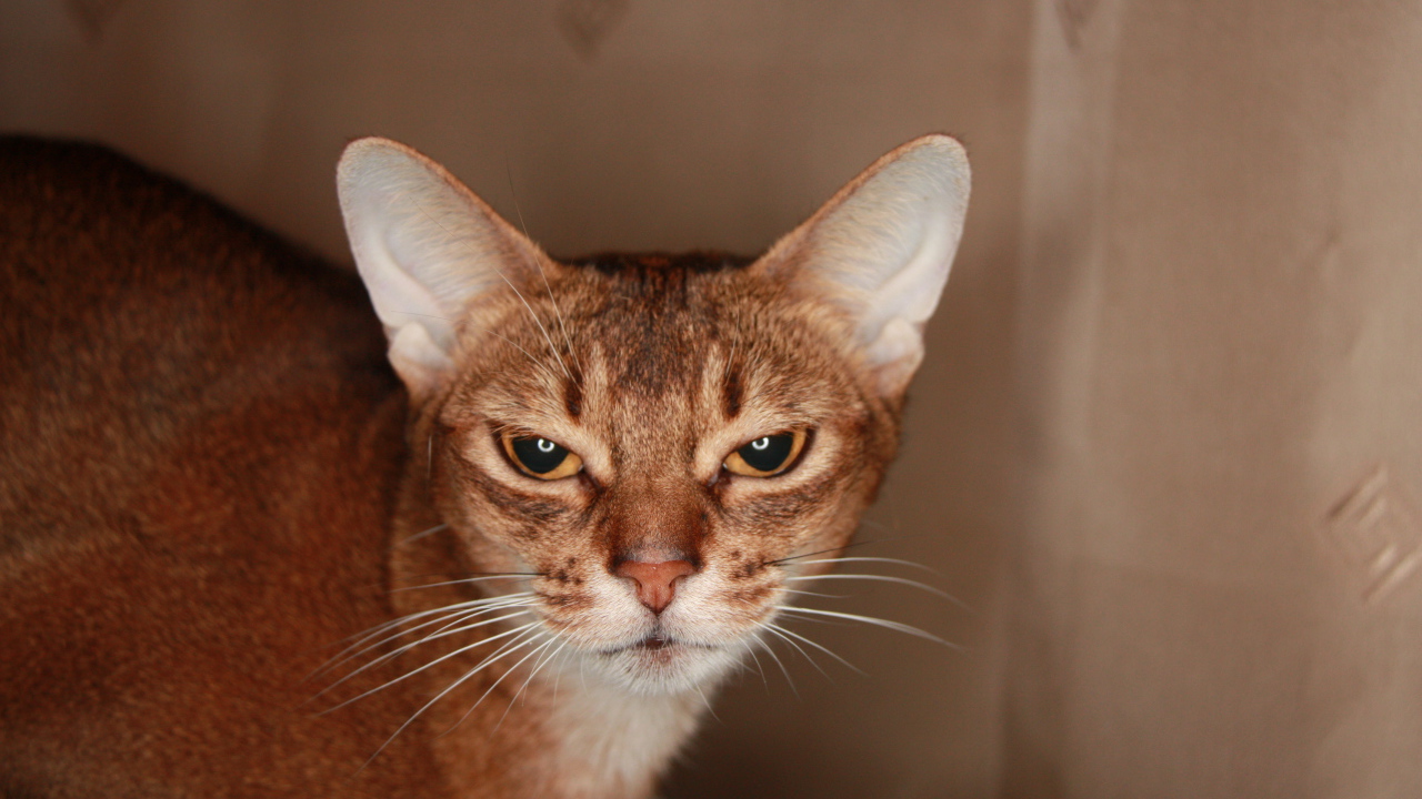 Домашняя абиссинская кошка