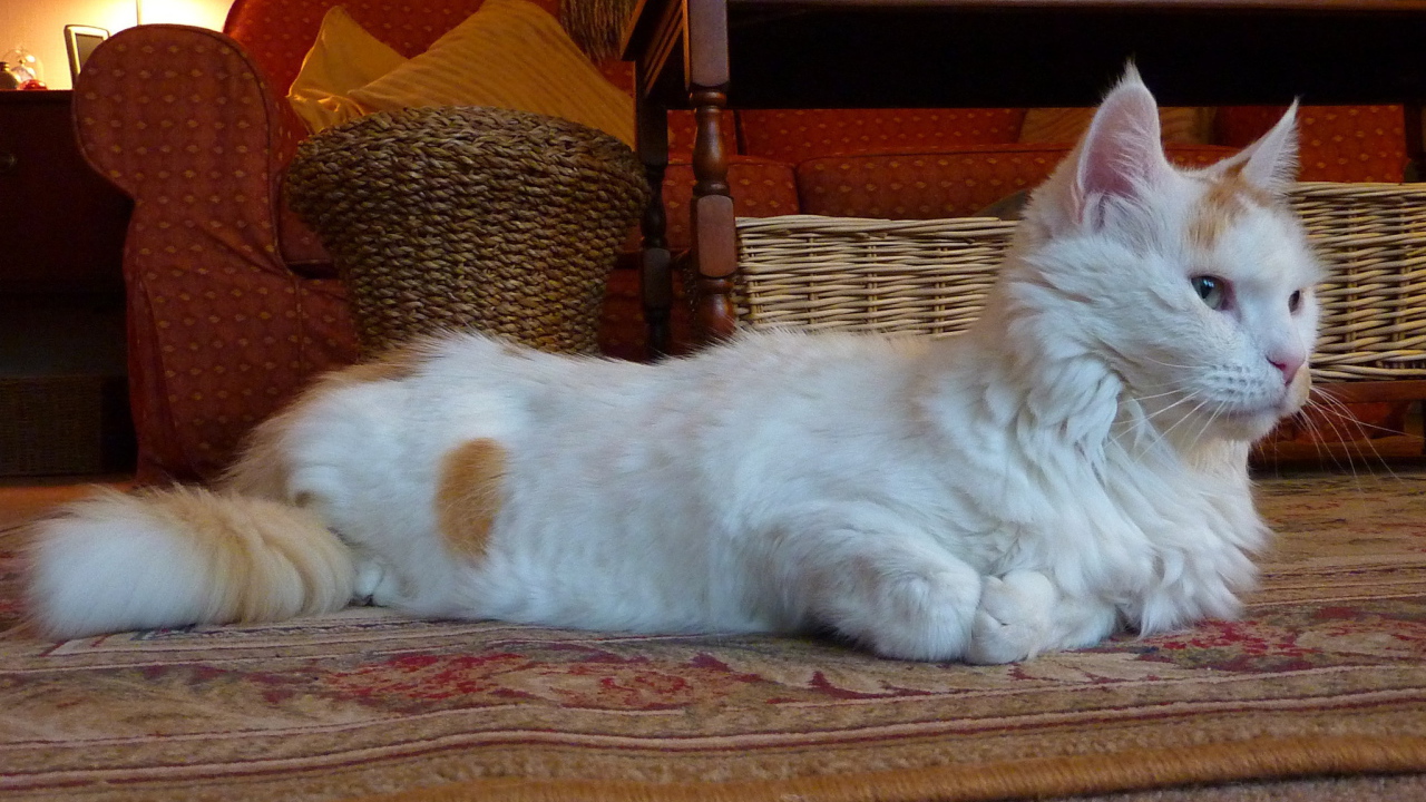 Домашний турецкий ван