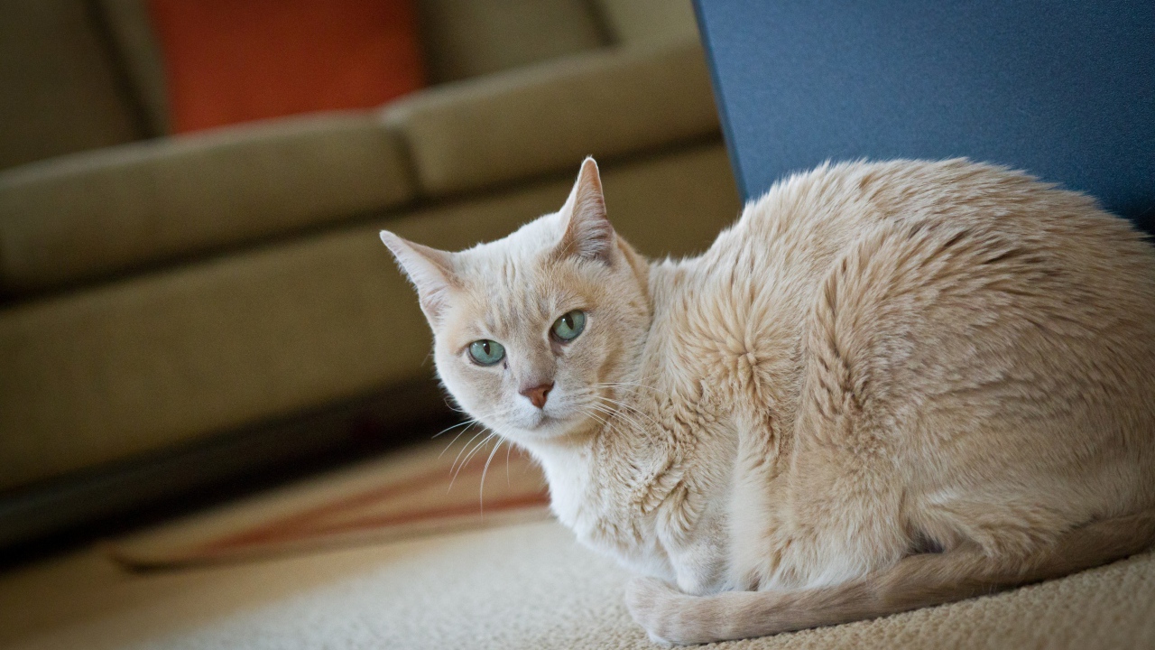 Домашний кот австралийский мист