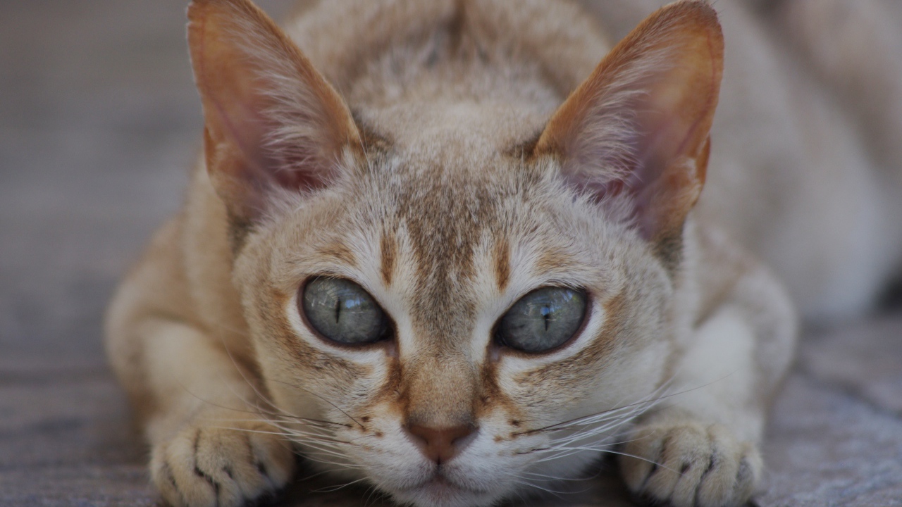 Охотник сингапурская кошка