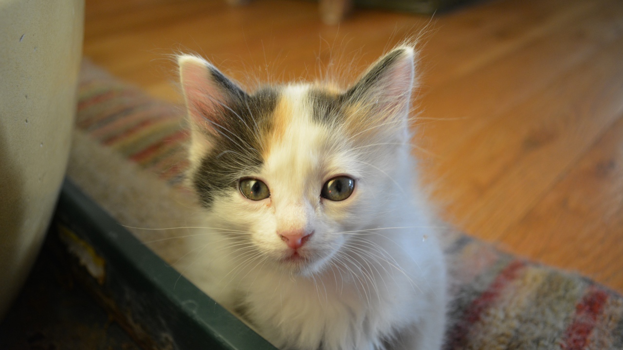 Котенок японского бобтейла