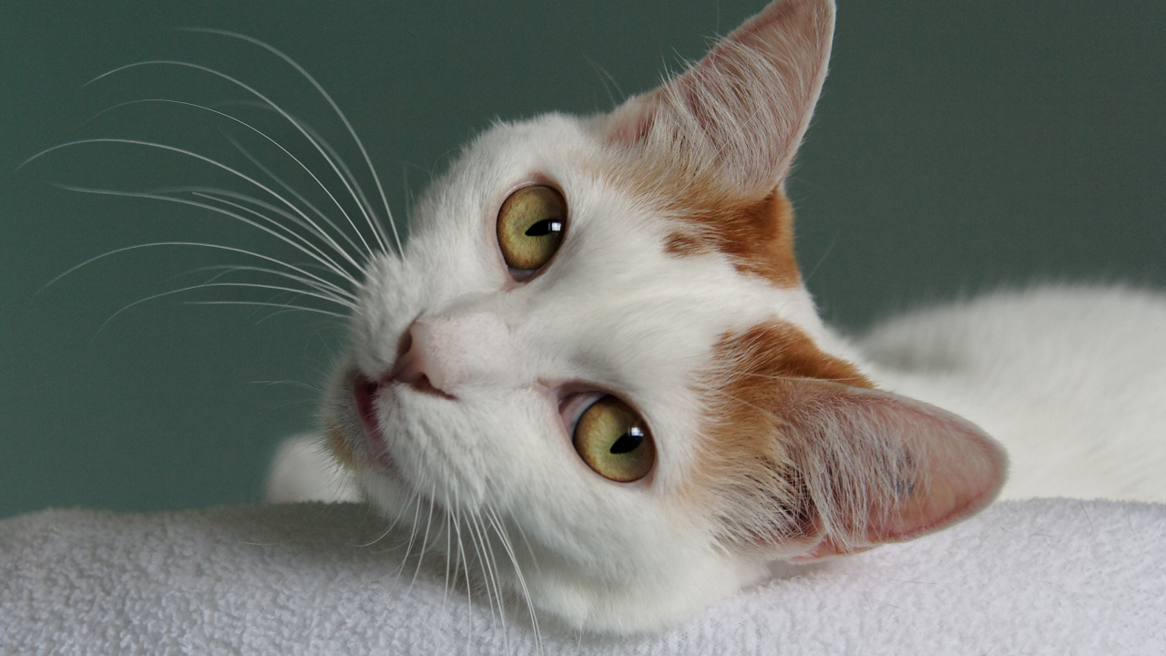 Глаза кота японский бобтейл